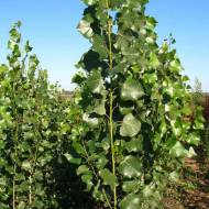 Саженец тополя Китайская Пирамидальная в контейнере